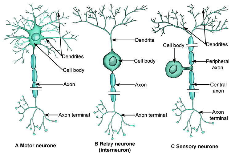 Diagram showing the different structures of the 3 neurone cells and how they differ 